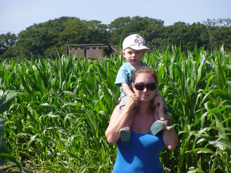 Lost in the maze of maize