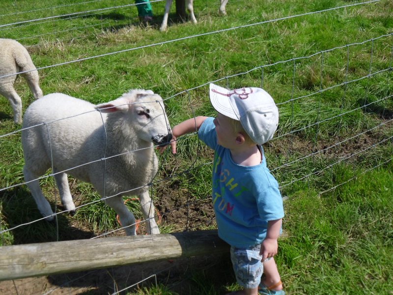 Stroking the sheep