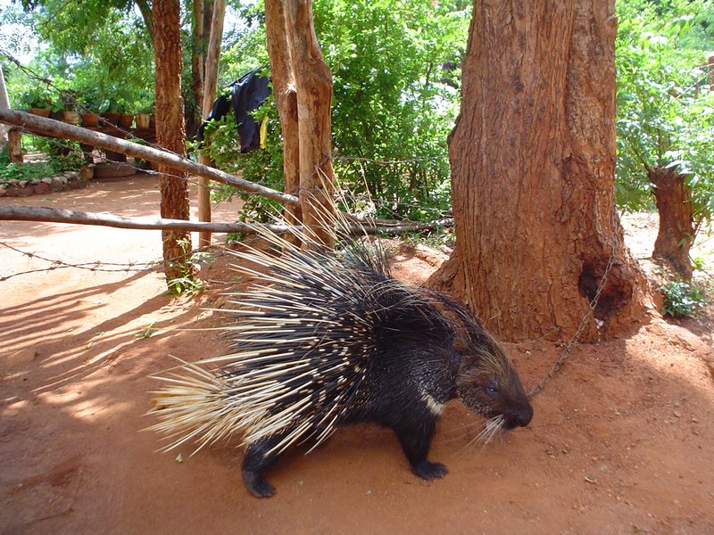 Porcupine chained to tree