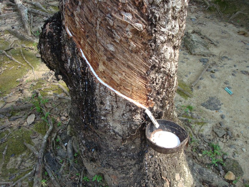 Rubber tapping