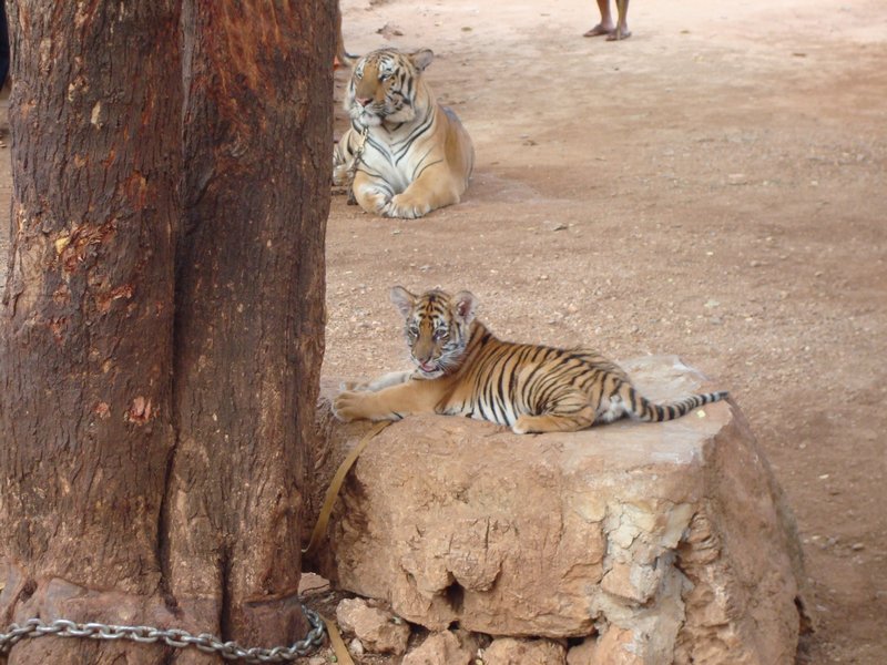 Tiger Temple