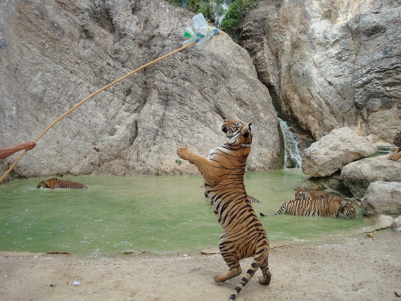 Tiger Temple