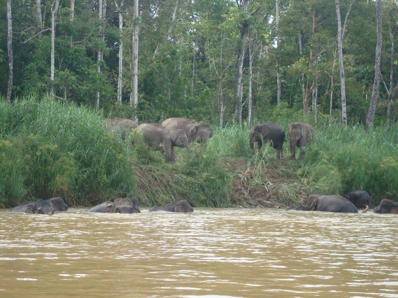 Kinabatangan - Pygmy Elephants