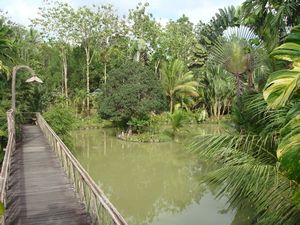 Sepilok - Resort