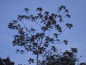 Kinabatangan - Probiscus Monkeys