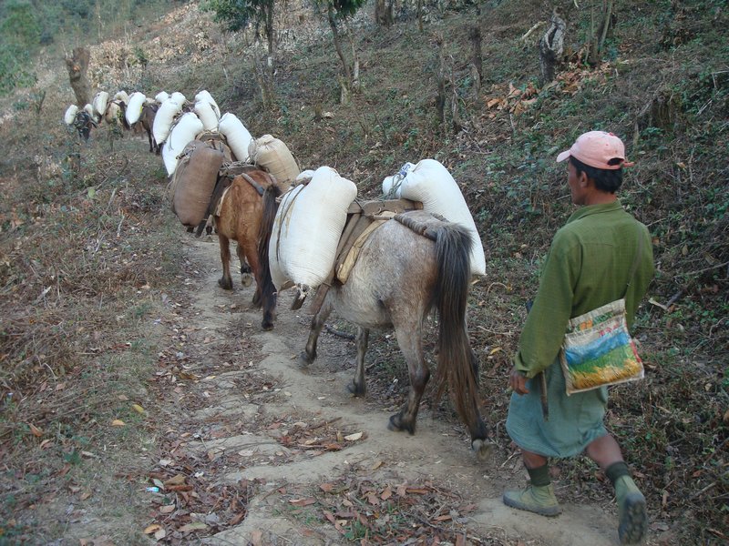 Pack horses near Kyaukme