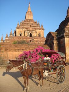 Bagan - My horse,cart,and driver