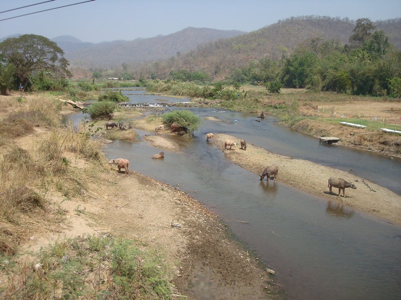 Pai - Water buffalos and cows