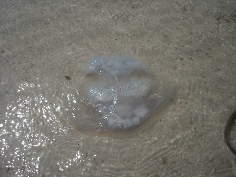 Hua Hin - jellyfish