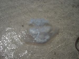 Hua Hin - jellyfish
