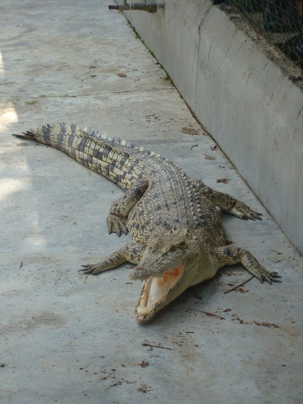 Small croc