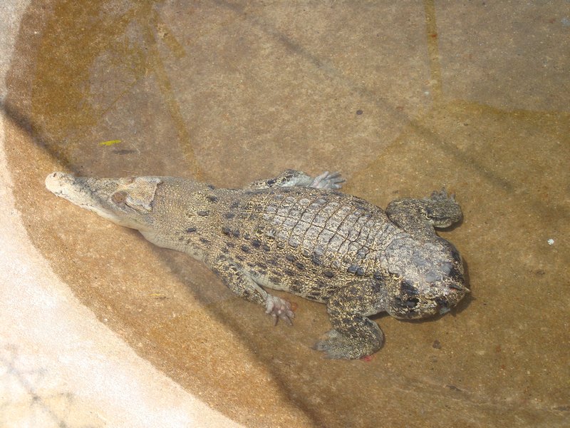 Tailless croc