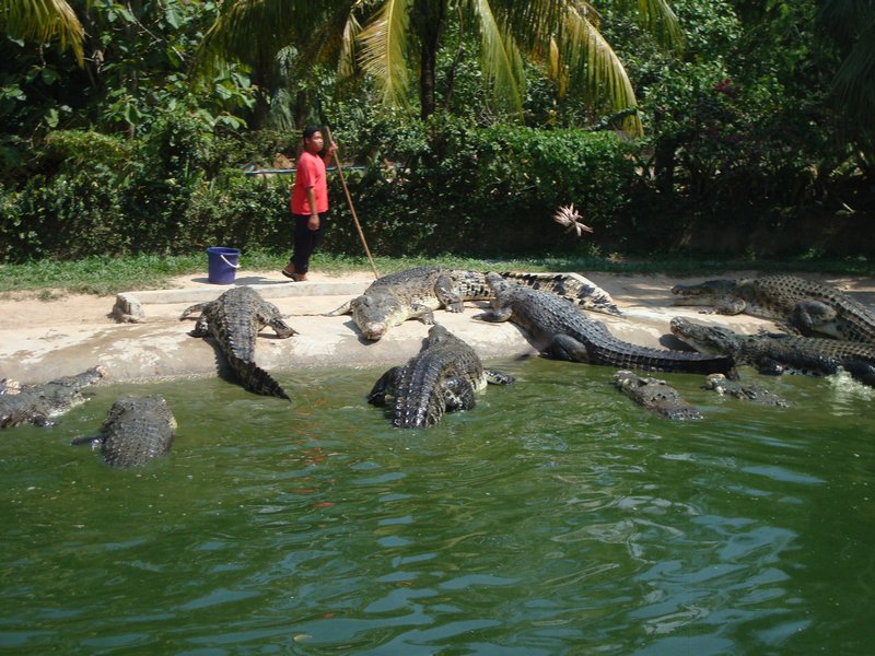 Feeding the crocs