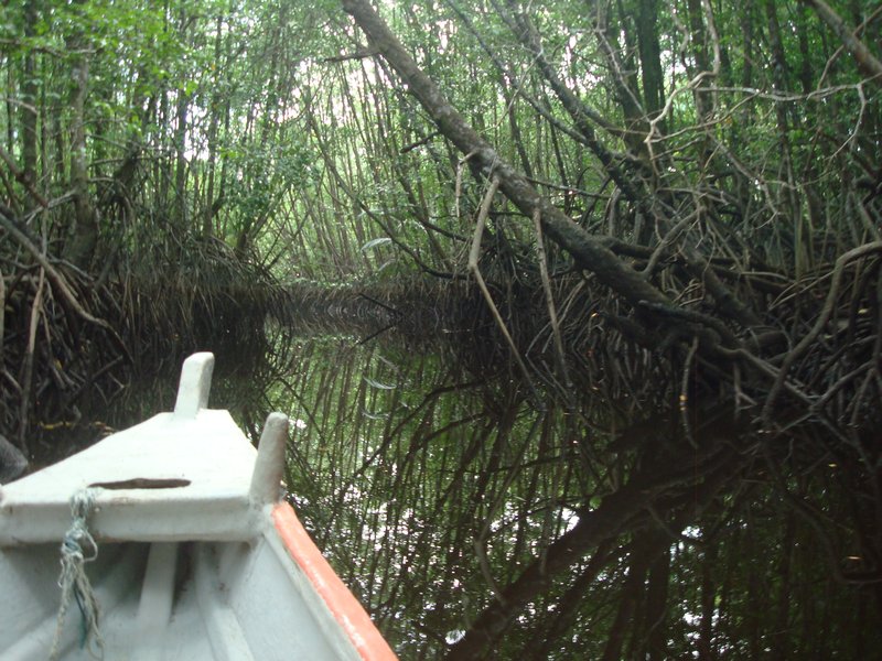 Cherating - Mangroves