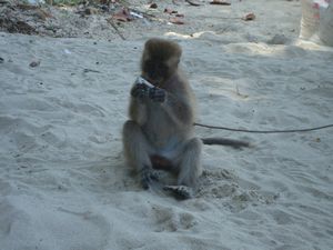 Long Beach - monkey