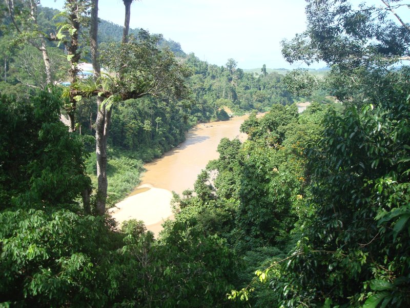 View of river from canopy walkway
