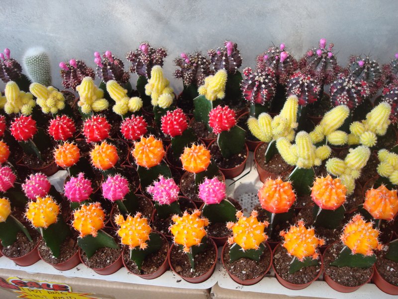 Colourful cactii
