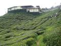 Cameron Valley tea plantation