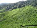 BOH tea plantation