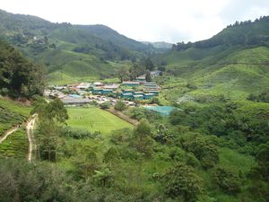 Sungei Palas BOH tea plantation