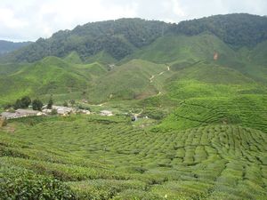Cameron Valley tea plantation