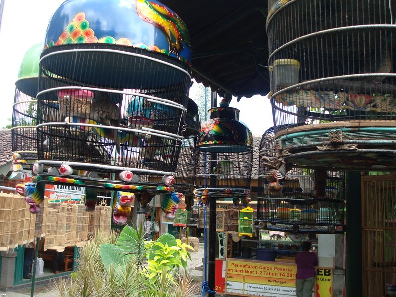 Bird market