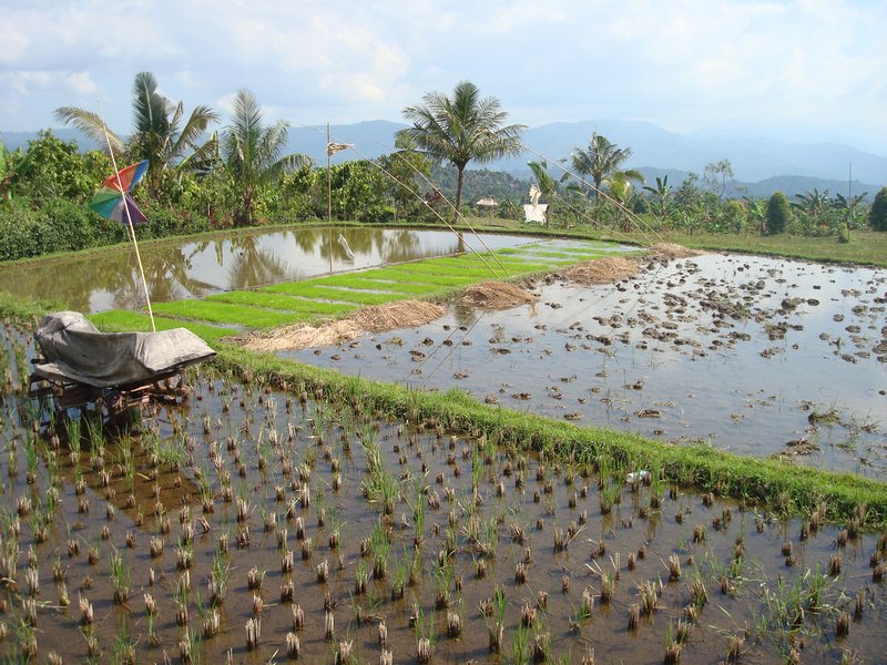Ricefields near Munduk