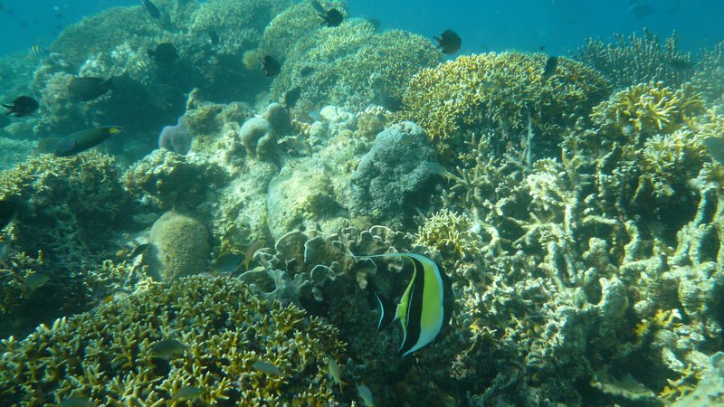 Snorkelling Menjangan Island