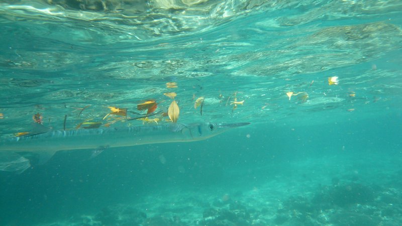 Snorkelling Menjangan Island