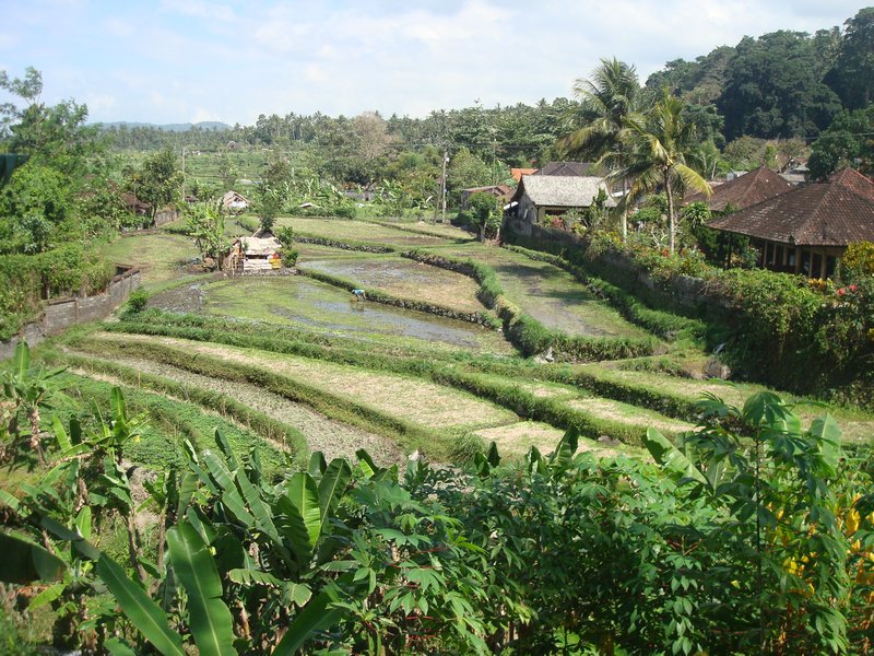Ricefields