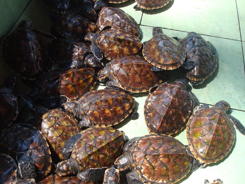Gili Meno - Baby turtles