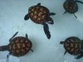 Gili Meno - Baby turtles