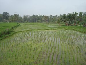 Rice fields near Ubud