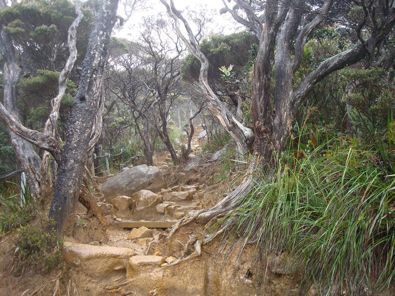 The trail on the way up