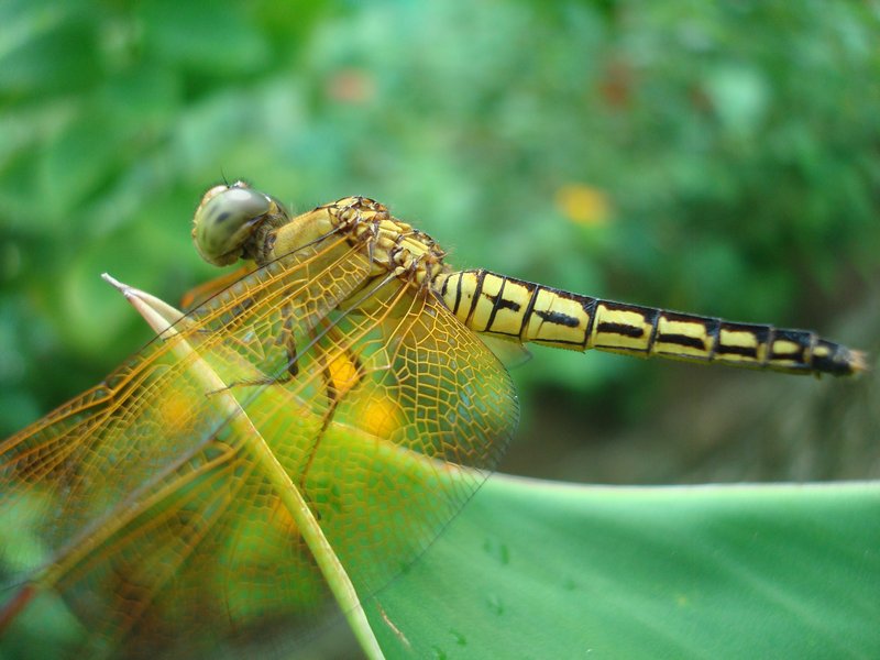 Dragonfly at butterfly garden