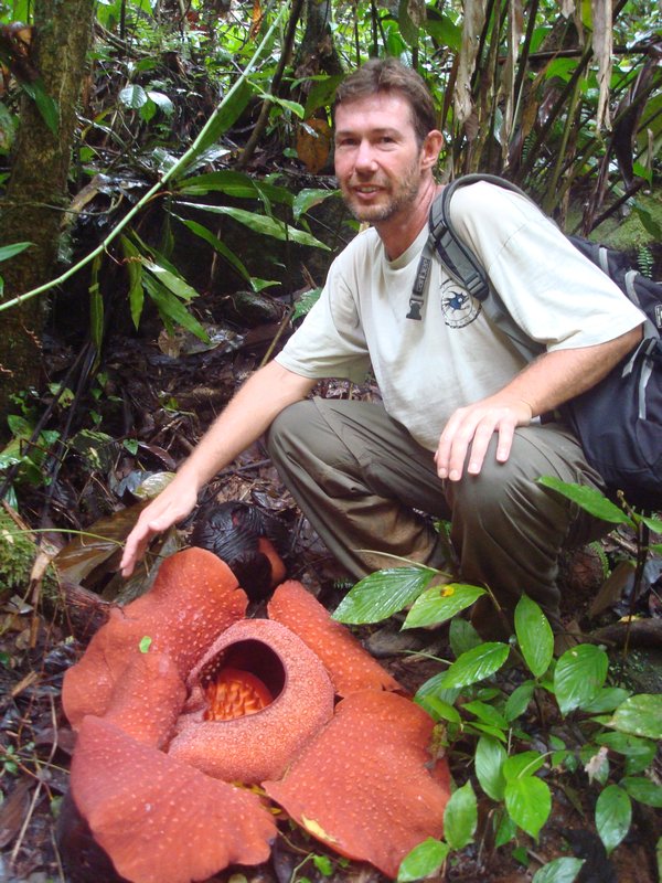 Rafflesia - Cameron Highlands