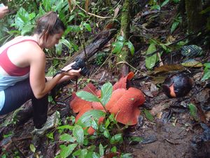 Rafflesia and bud - Cameron Highlands