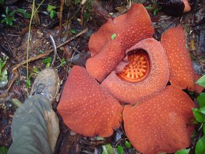 My foot next to rafflesia - Cameron Highlands