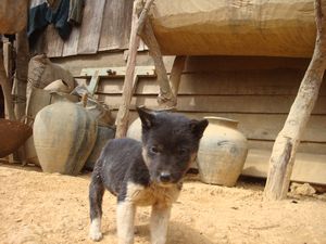 Puppy at Akha Eupa village