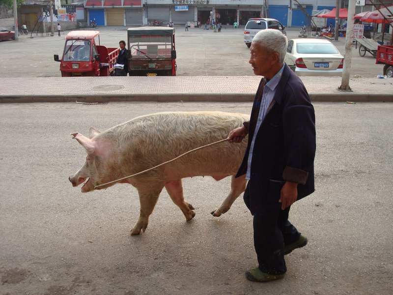 A pig walking a man in Chong An