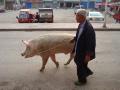 A pig walking a man in Chong An