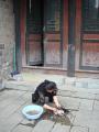 Zhenyuan - preparing dinner