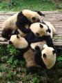 Happy pandas