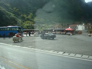Yaks for chinese tourists to take photos