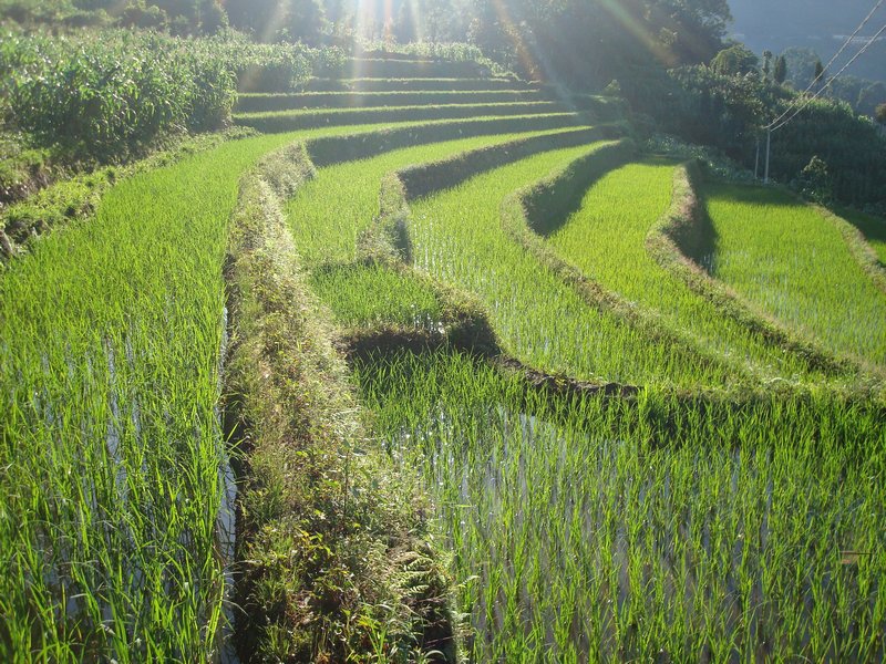 Yuanyang rice terraces
