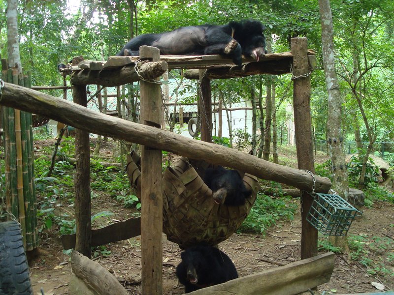 Bears at Kuang Si waterfall