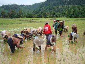 Planting rice near Ban Na village