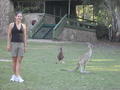 Carolyn & the kangaroos