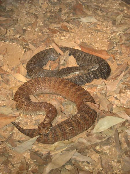 Death adder snakes