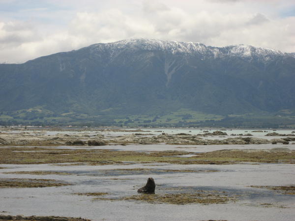 Seal Colony in Kaikoura